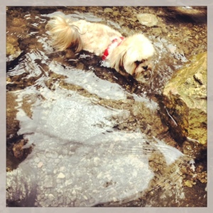 Chloe dives in at Eaton Canyon.